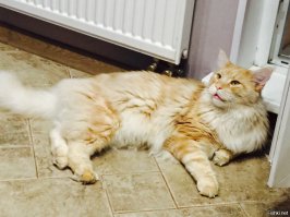 Вот, пожалуйста... Только здесь ему около двух лет