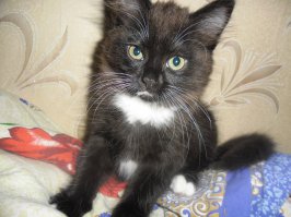 Бродячий котенок остановил молодого человека и попросил забрать его домой