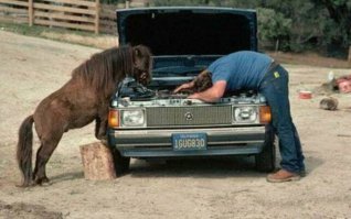 Всем бы таких помощников