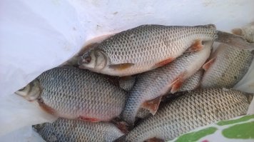 мы пока на зимней рыбачим...рано еще сезон жидкой воды открывать!