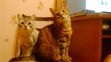 Мои найденыши: Маркиза и Барбосса