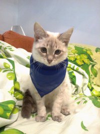 Мои найденыши: Маркиза и Барбосса