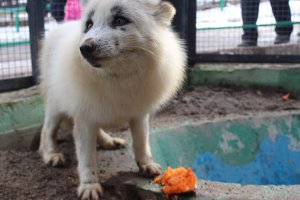 Автору тортика зачет!!

Но я вижу испуганное и удивленное животное. Удивленное на сей раз понятно чем, отношением, уж не испуганно ли тем же?
Просто мне кажется что у животных схожая с людьми мимика.