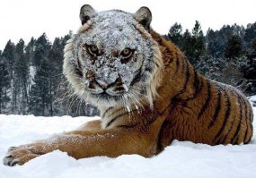 мишка оценил