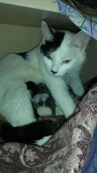 А моя Гитлер (её так зовут) вчера родила :)