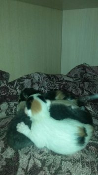 А моя Гитлер (её так зовут) вчера родила :)