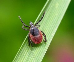 Поджидает с первой зеленью.....гад!
