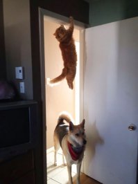 Кошки прирожденные ниндзя