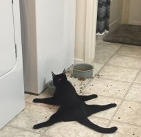 Кошки прирожденные ниндзя
