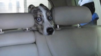 Вместе с водителем в салоне автомобиля находился 20-летний пассажир и собака.
Эта собака?