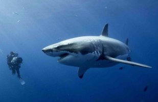 Это самое опасное животное в мире, убивающее миллионы живых существ каждый год. 
Возле него мы видим мирно плавающую большую белую акулу.