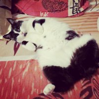А это наша. Тоже сама выбрала. 3 раза падала в приямок. Ей было месяца 3, наверное. Начали подкармливать. Потом пропала на несколько дней. Появилась с перебитой спиной и поломанными ребрами. Пришлось ампутировать хвост. Такая она сейчас. На удивление интеллигентная кошка. Это она зевает, а не орёт :)