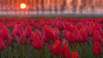 Весенние обои для рабочего стола