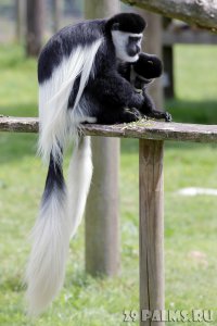 Такие серьезные колобусы 