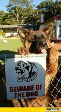 Дикие животные