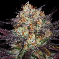 шалфей с петрушкой вроде как запрещали этот который онищенко...а вот красота