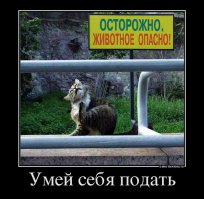 Вообще-то это Манул. И он действительно довольно-таки опасен.