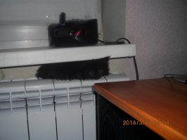 вот на днях, подобрал, притащил на работу, потом товарищ пришел и утащил к себе домой... девочка, назвали - мун (moon), в смысле - луна... муня, мунька, муничка...