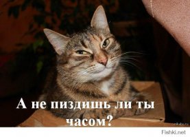 Кошки - Тайные агенты космических цивилизаций