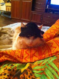 Позитив. Профессиональные фото кошек и котят