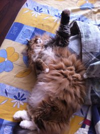 Позитив. Профессиональные фото кошек и котят