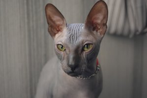 Ну раз все котиков запостили то и я запостщу)