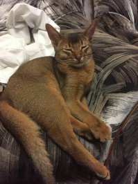 Позитив. Профессиональные фото кошек и котят