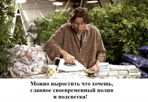 8 полезных трав, которые можно вырастить дома