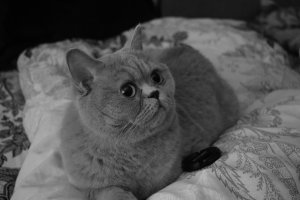 Позитив. Профессиональные фото кошек и котят