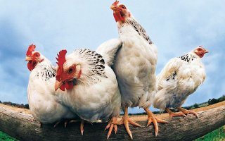 Нервная истеричка опаснее тигра