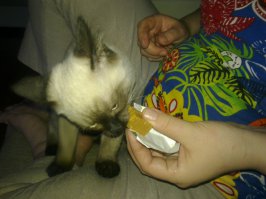 Кот Изюм,безумно любит мед и виноград.Кошка Анфиса,любит конфеты типа Коровка.