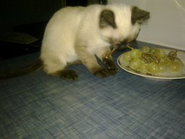 Кот Изюм,безумно любит мед и виноград.Кошка Анфиса,любит конфеты типа Коровка.