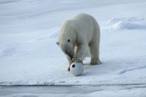 Как маскируются фотографы