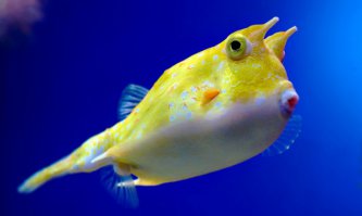 Ошибаетесь, это рыба-фугу, а вот рыба-кузовок (см. фото)