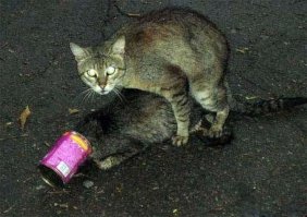 Вискас на голову и погнал...