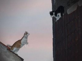 Для любви нет преград 