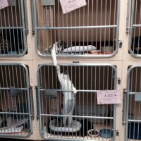 Для любви нет преград 