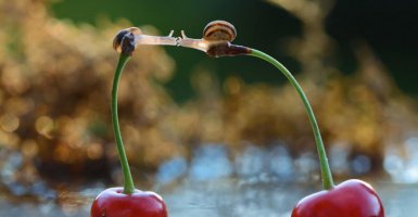 Для любви нет преград 