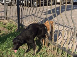 Для любви нет преград 