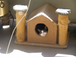 Все эти домики, не для кошек, а для лохов. Кошка не может постоянно спать в одном и том же месте. Она же хищница. Моя, в таком домике, всего неделю спала. А потом, как отрезало...