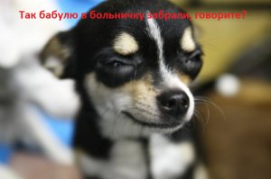 Два кота смогли прожить целый месяц без еды