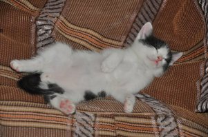 А вот мой найденыш))) тоже выкормили и вырастили...