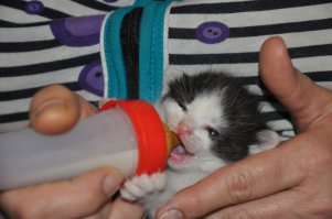 А вот мой найденыш))) тоже выкормили и вырастили...