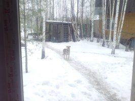 У меня на даче тоже одна "Мамочка живет".