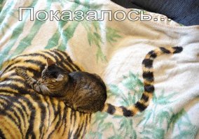 Подборка фотографий, сделанных в нужный момент