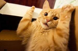 Все, добил, сдаюсь