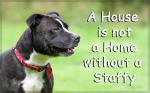 Не даром говорят в Англии, что " the biggest muscle in a staffy it its heart " Самая большая мышца у Стаффи, это его сердце!