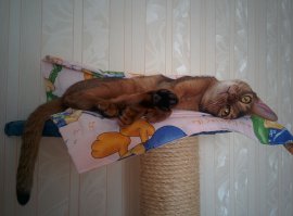 Абсолютно согласен с автором! Насмотревшись, как кот у родственников изодрал всю мебель и обои, к покупке своей абиссинки отнеслись с полной ответственностью. Заранее, ещё до покупки котёнка, купили всё необходимое, в том числе и когтеточки, проверились всей семьёй на аллергию на кошек. Когда принесли котёнка в дом, за все правильные действия хвалили и ласкали, а за провинности шлёпали газеткой или брызгали водой из бутылки с распылителем! Сейчас кошке два года и это идеальный питомец! Когти точит только в отведённых местах! Спит (по крайней мере ночью) только на своей лежанке или там, где позволено. Ходит в туалет только в свой лоток. Ни в коем случае не залезет на обеденный стол (ну... по крайней мере, когда кто-то есть дома). Супруга, которая изначально была против животного в доме, теперь души не чает в кошке. Так что, сказанное в статье, считаю категорически верным! Не могу удержаться, чтобы не похвастаться))))