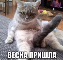 Смешные комментарии и высказывания из социальных сетей 