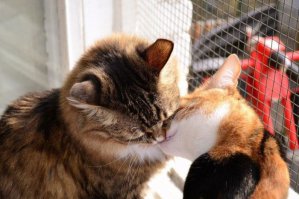 Вы просили таблетки от депрессии? (1 фото+видео)